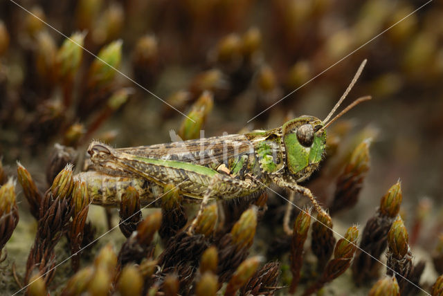 Knopsprietje (Myrmeleotettix maculatus)