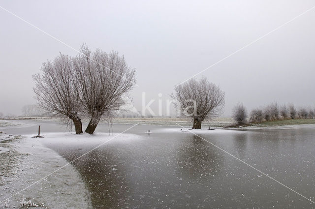 Knotwilg (Salix alba)