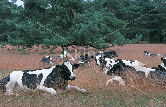 Koe (Bos domesticus)