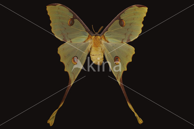 Komeetstaartmot (Argema mimosae)