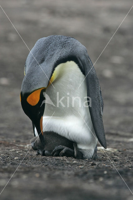 Koningspinguin (Aptenodytes patagonicus)