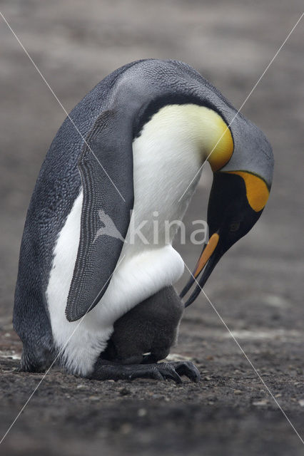 Koningspinguin (Aptenodytes patagonicus)