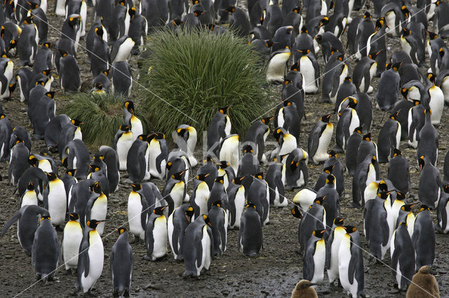 Koningspinguin (Aptenodytes patagonicus)