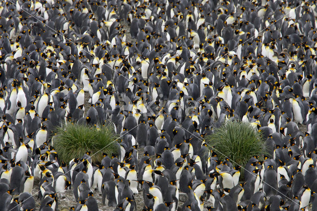 Koningspinguin (Aptenodytes patagonicus)