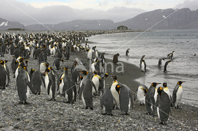 Koningspinguin (Aptenodytes patagonicus)