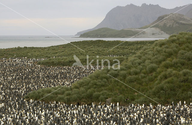 Koningspinguin (Aptenodytes patagonicus)