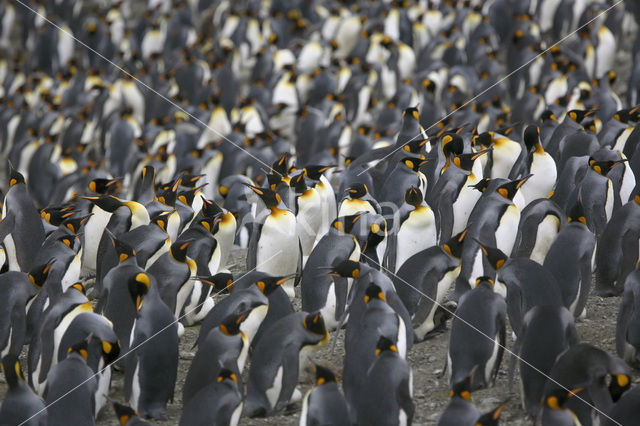 Koningspinguin (Aptenodytes patagonicus)