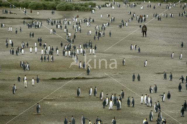 Koningspinguin (Aptenodytes patagonicus)