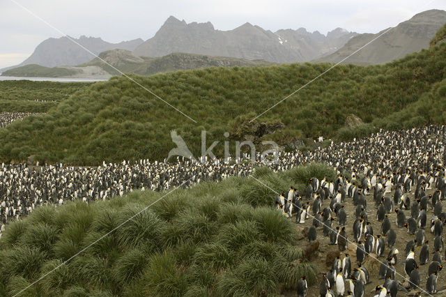 Koningspinguin (Aptenodytes patagonicus)