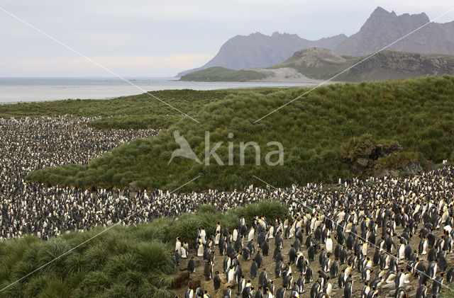 Koningspinguin (Aptenodytes patagonicus)