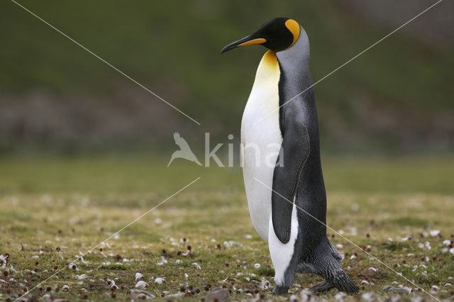 Koningspinguin (Aptenodytes patagonicus)