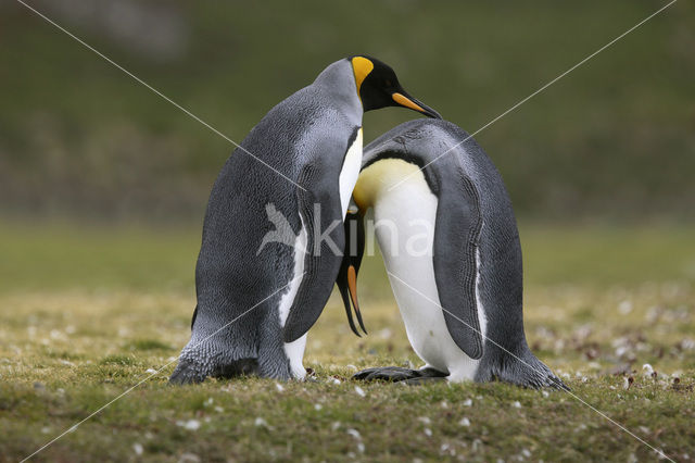 Koningspinguin (Aptenodytes patagonicus)