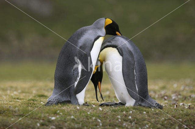 Koningspinguin (Aptenodytes patagonicus)