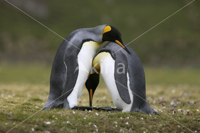 Koningspinguin (Aptenodytes patagonicus)