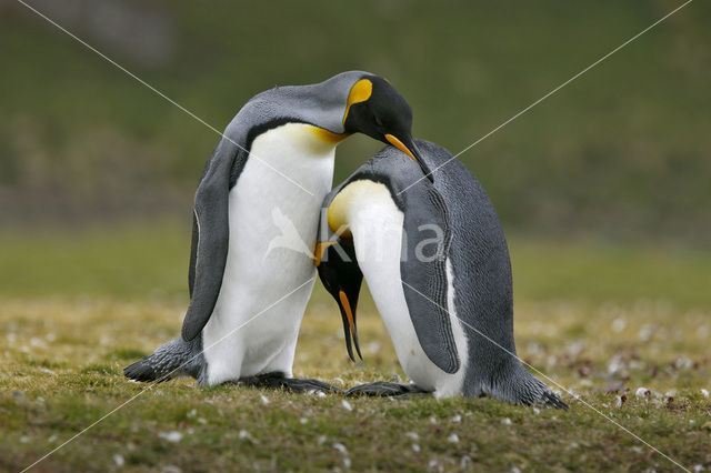 Koningspinguin (Aptenodytes patagonicus)