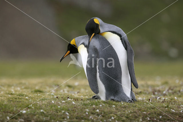 Koningspinguin (Aptenodytes patagonicus)