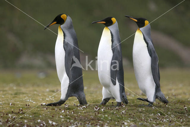 Koningspinguin (Aptenodytes patagonicus)