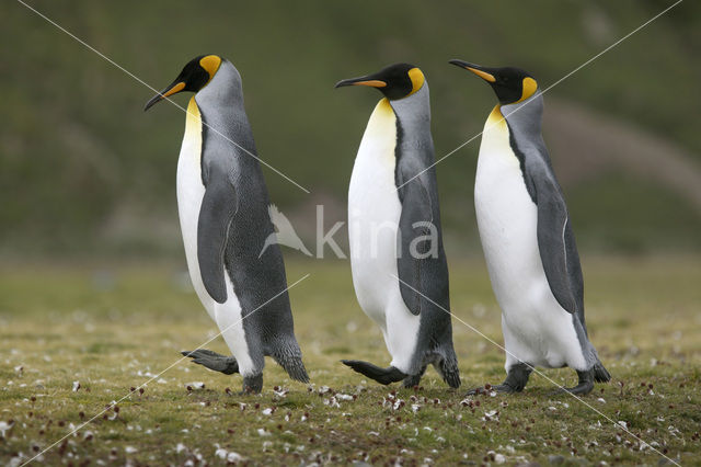 Koningspinguin (Aptenodytes patagonicus)