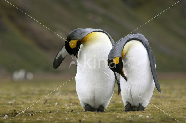 Koningspinguin (Aptenodytes patagonicus)