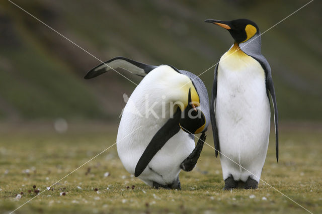 Koningspinguin (Aptenodytes patagonicus)