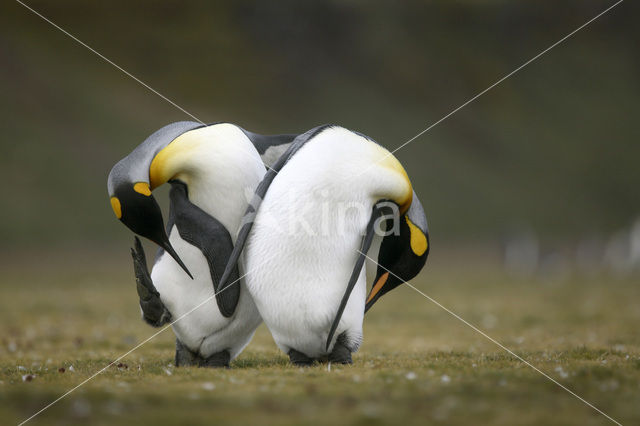 Koningspinguin (Aptenodytes patagonicus)