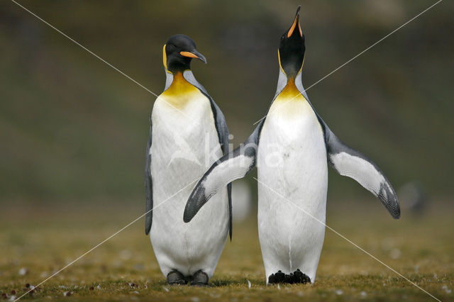 Koningspinguin (Aptenodytes patagonicus)