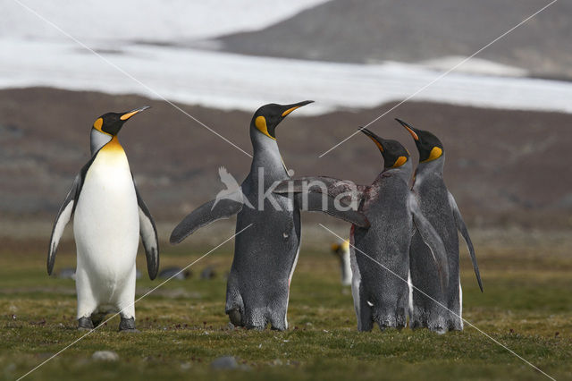 Koningspinguin (Aptenodytes patagonicus)