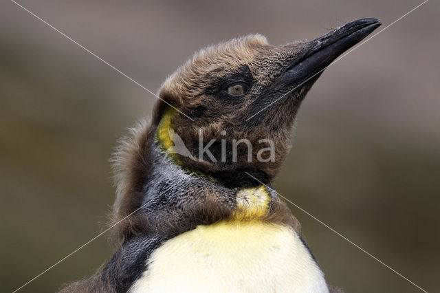 Koningspinguin (Aptenodytes patagonicus)