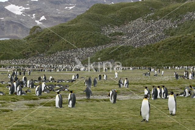 Koningspinguin (Aptenodytes patagonicus)