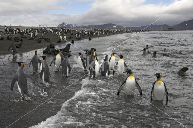 Koningspinguin (Aptenodytes patagonicus)