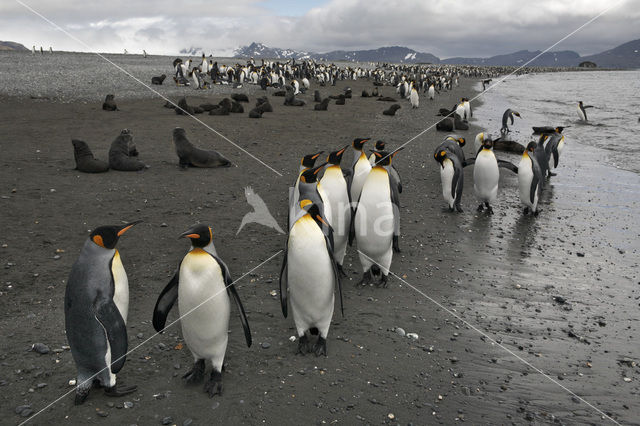 Koningspinguin (Aptenodytes patagonicus)