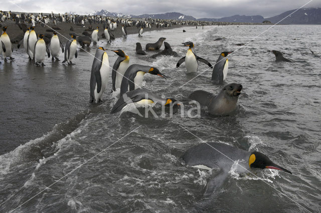 Koningspinguin (Aptenodytes patagonicus)