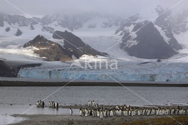 Koningspinguin (Aptenodytes patagonicus)