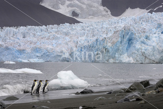 Koningspinguin (Aptenodytes patagonicus)