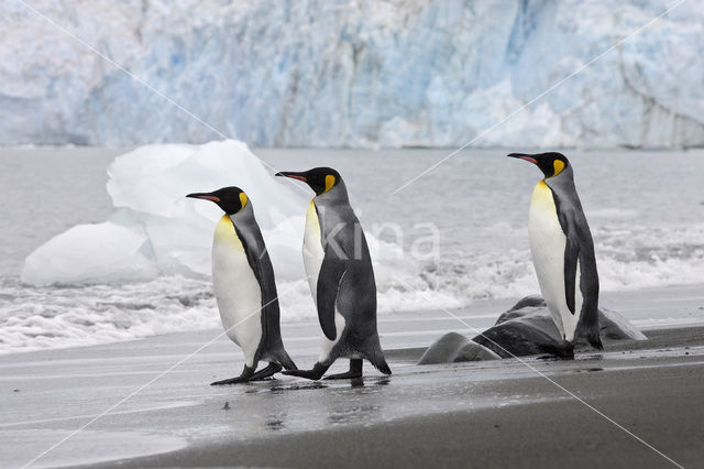 Koningspinguin (Aptenodytes patagonicus)