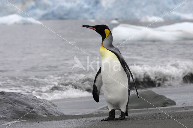 Koningspinguin (Aptenodytes patagonicus)