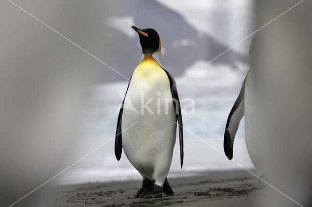 Koningspinguin (Aptenodytes patagonicus)