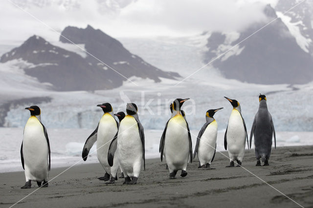 Koningspinguin (Aptenodytes patagonicus)