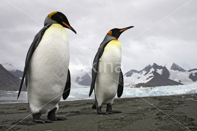 Koningspinguin (Aptenodytes patagonicus)