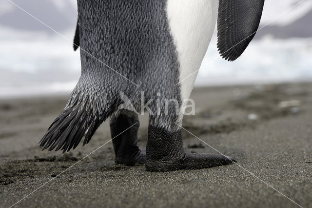 Koningspinguin (Aptenodytes patagonicus)