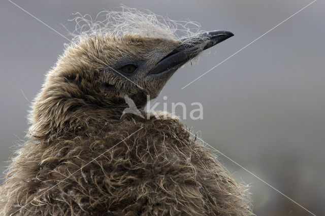 Koningspinguin (Aptenodytes patagonicus)