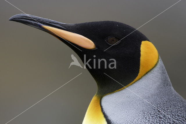 Koningspinguin (Aptenodytes patagonicus)