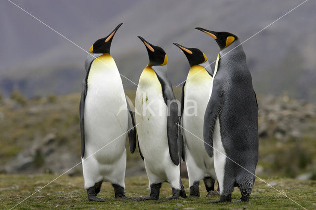 Koningspinguin (Aptenodytes patagonicus)