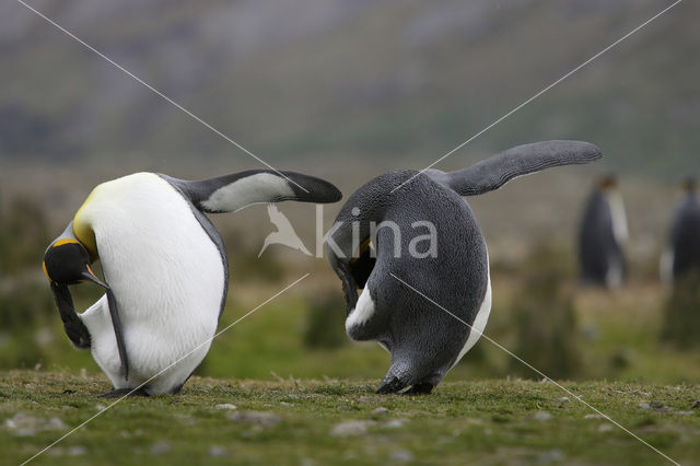 Koningspinguin (Aptenodytes patagonicus)