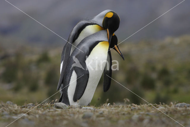 Koningspinguin (Aptenodytes patagonicus)