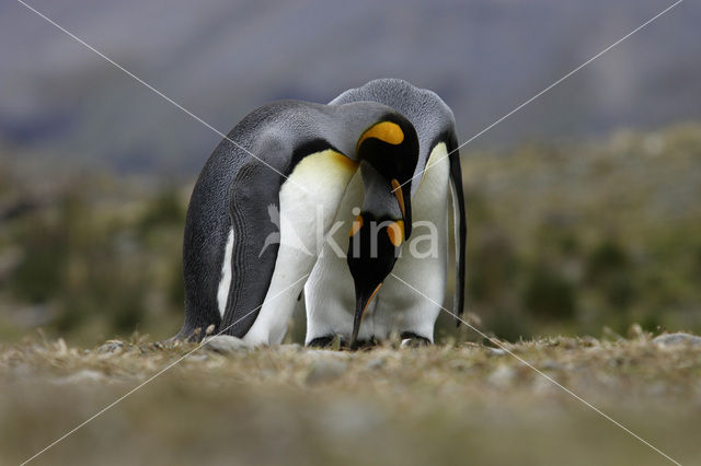 Koningspinguin (Aptenodytes patagonicus)