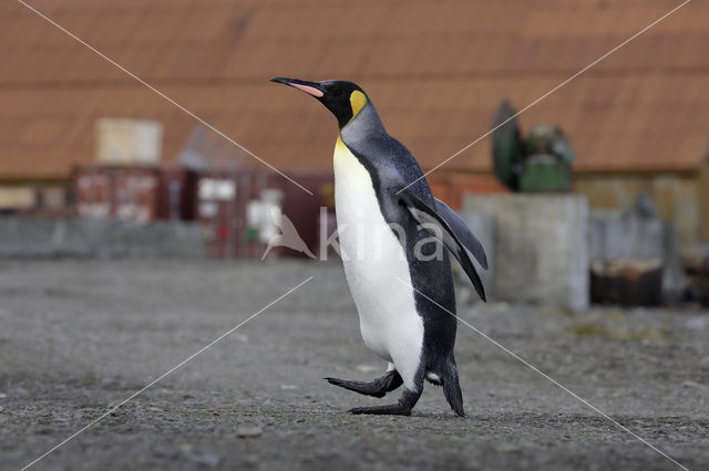 Koningspinguin (Aptenodytes patagonicus)