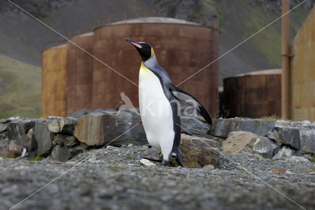 Koningspinguin (Aptenodytes patagonicus)