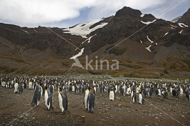 Koningspinguin (Aptenodytes patagonicus)