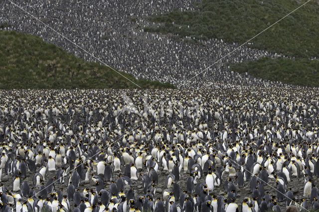 Koningspinguin (Aptenodytes patagonicus)